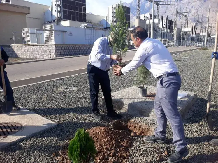 کاشت 60 اصله نهال کاج در نیروگاه زاگرس کوثر